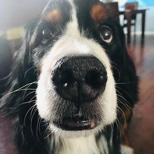 Meet your Posher, Morgan